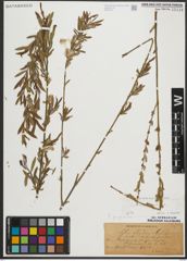 Foto von Salix purpurea L.